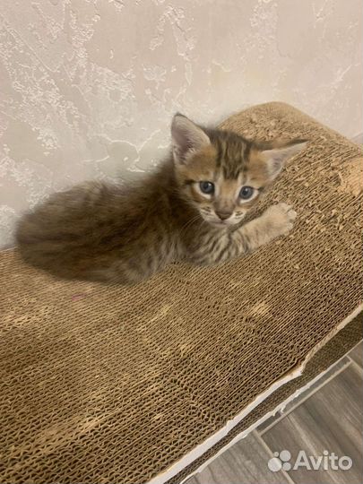 Кошечка чаузи