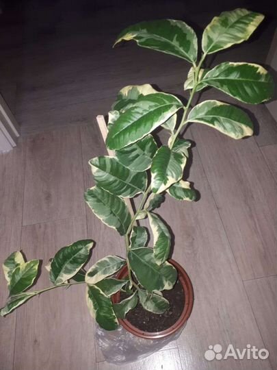 Цитрон рука будды