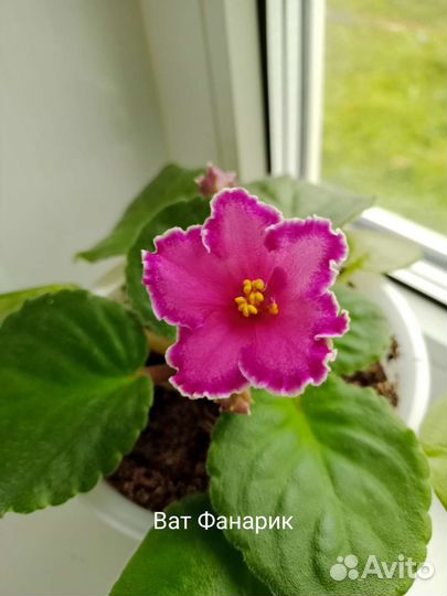 Детки сортовых фиалок