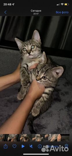 Котята в добрые руки