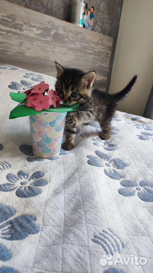 Кошка в дар бесплатно