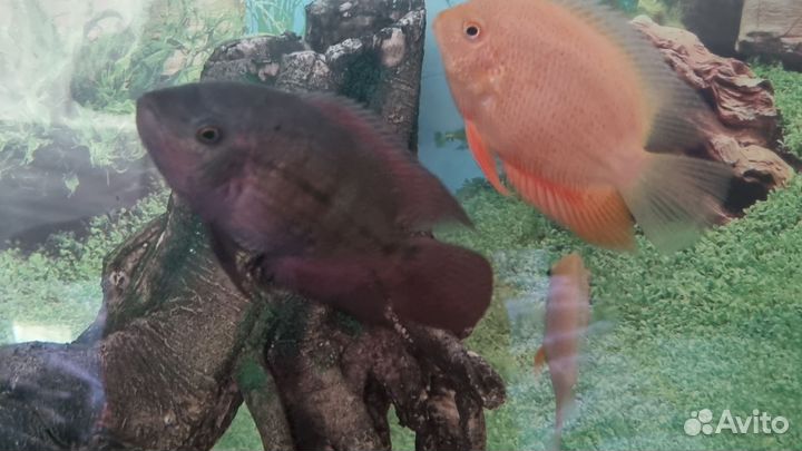 Северум красноточечный