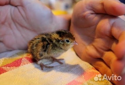 Цыплята суточные перепела, перепелка суточная