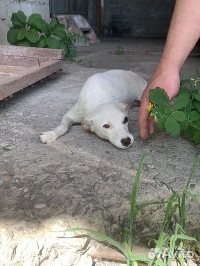 Собака в добрые руки