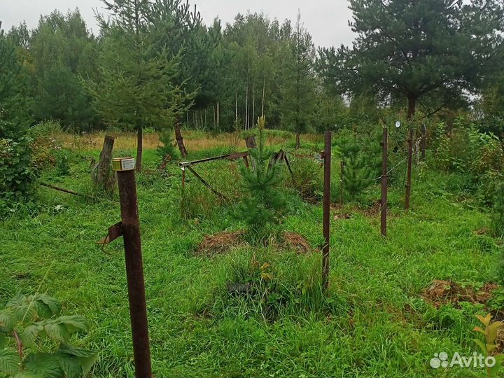 Саженцы сибирского кедра.Районированные