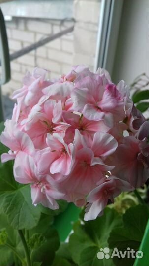 Сортовая пеларгония