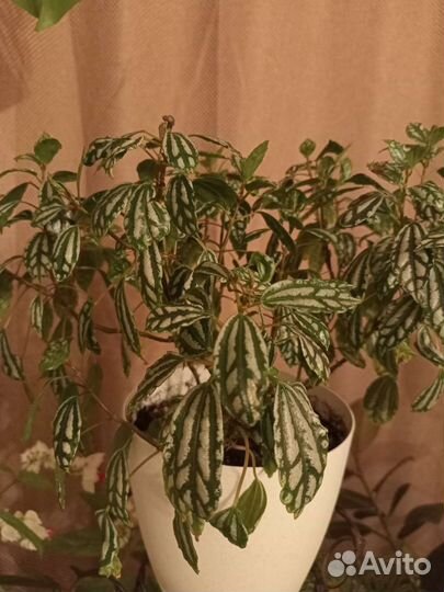 Пилея кадье