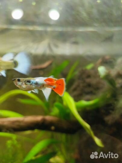 Гуппи Санта Клаус Чистая линия