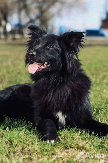 Пёс Пушкин ждёт хозяина в приюте