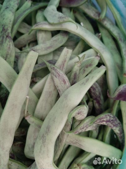 Фасоль стручковая