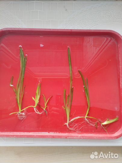 Аквариумные растения валлиснерия