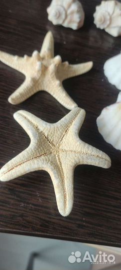 Ракушки морские