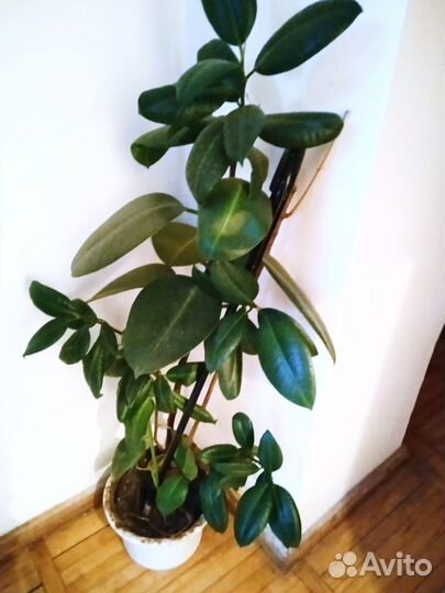 Растения для офиса в горшках. На окно/мебель