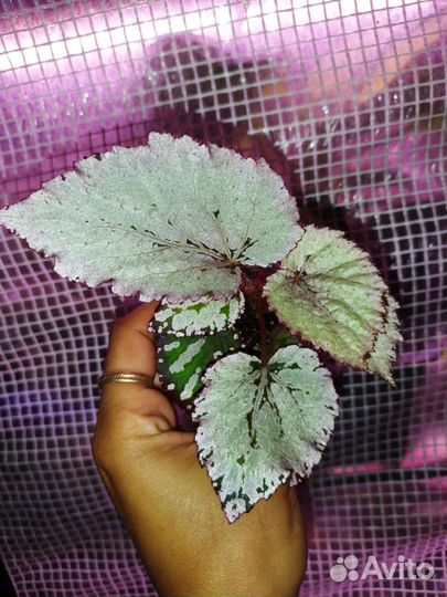 Бегония ds Лебедь