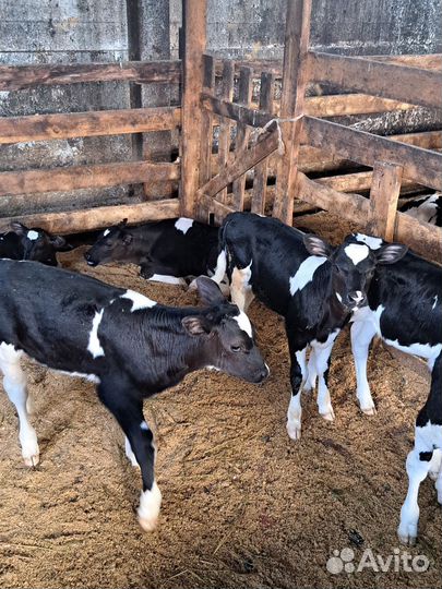 Телята 1-3мес