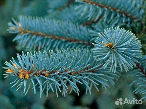 Ель голубая крупномер