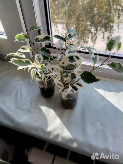 Комнатные цветы