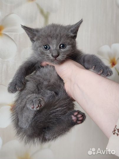 Котята в дар в добрые руки