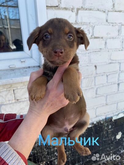 Щенки мальчики и девочки в добрые руки