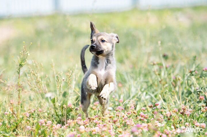 Щенок Бетти ищет дом