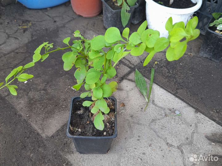 Барбарис Тунберга Вулкано