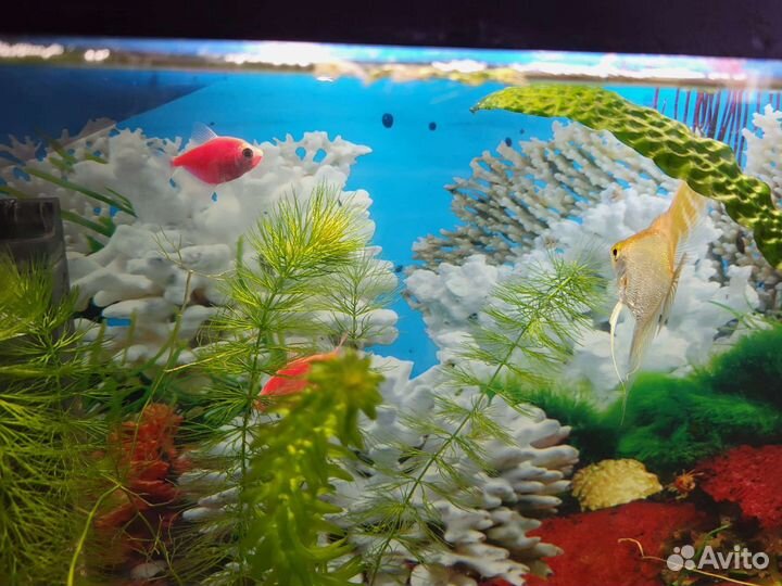 Аквариум