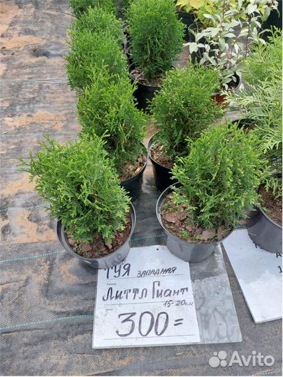 Ель Сосна горн. Можжевельник Tуя шаровидная конус