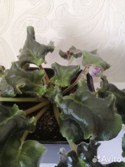 Фиалки в горшках 2 штуки