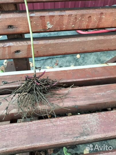 Золотарник