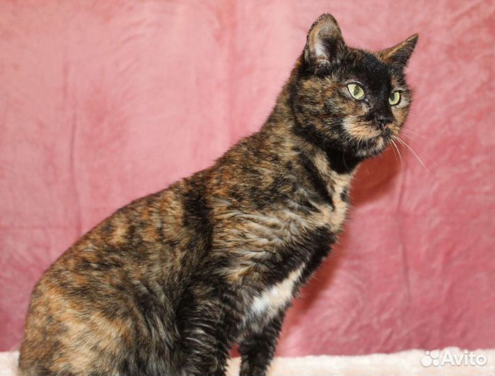 Кошка в дар