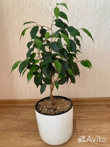 Фикус бенджамина зеленый купить в Новосибирске | Товары для дома и дачи ...