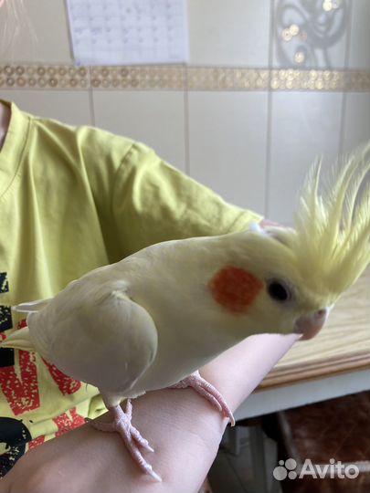 Попугай корелла