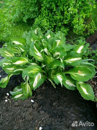 Хоста разная