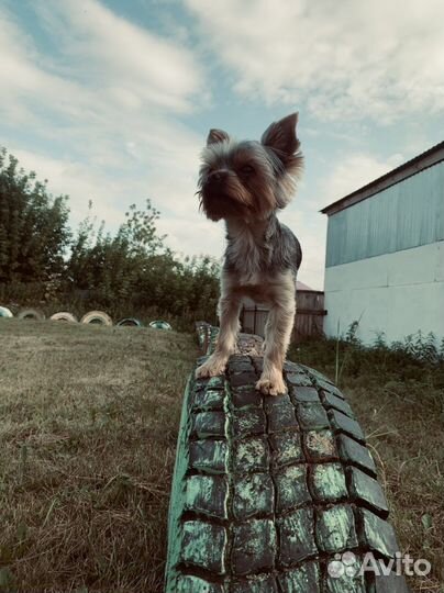 Мини йорк вязка