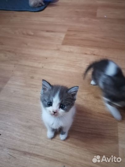 Котята отдам в добрые руки бесплатно