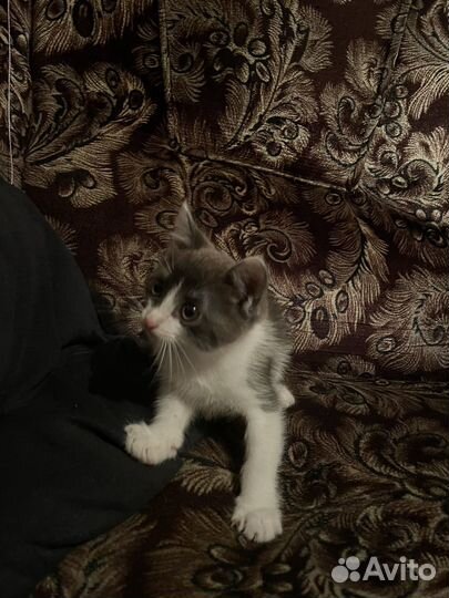 Котенок в добрые руки