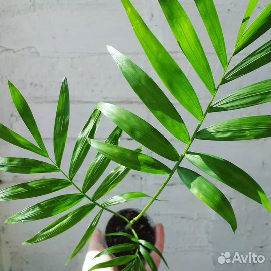 Пальма Хамедорея