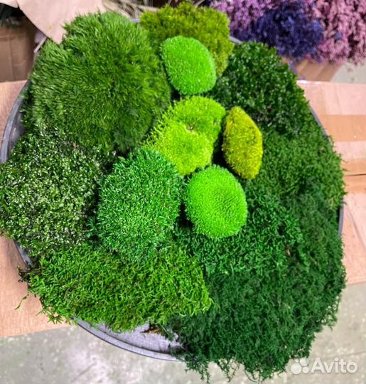 Растения для флорариума