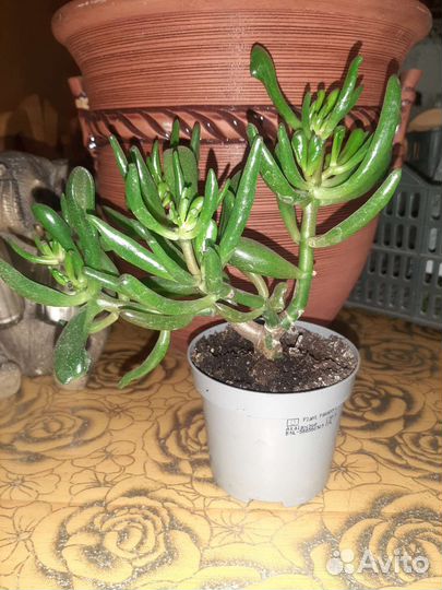 Толстянка крассула