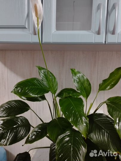 Спатифиллум