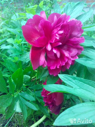 Пион Ред Шарм бордово-красный