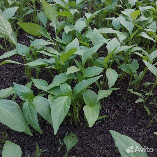 Рассада помидор огурцов перцев