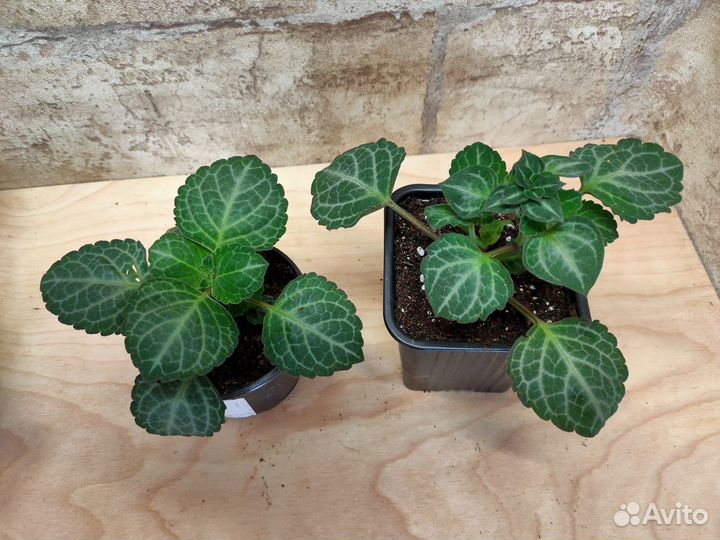 Пеперомии, плекрантусы, альтернатера почтой