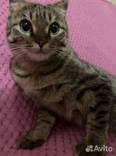 Кошка на вязку