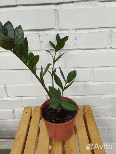 Замиокулькас