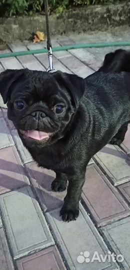 Шикарная девочка мопса