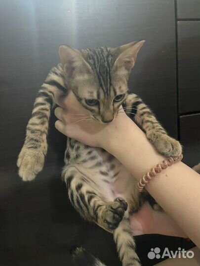 Саванна