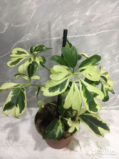 Шефлера Жанин