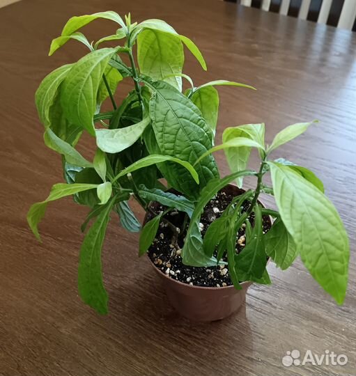 Комнатные растения