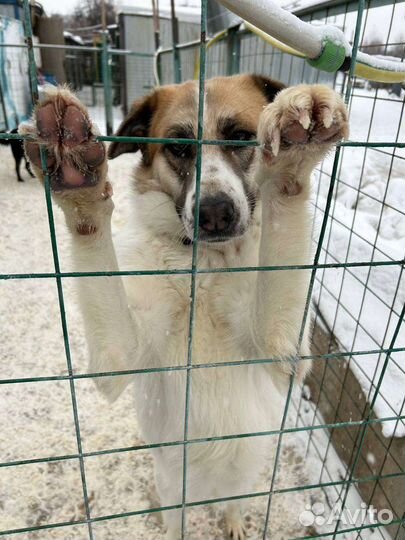 Собака Скарлетт